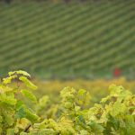 海贼王 下载 8in01c4wy