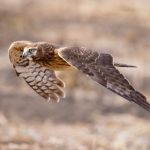 香港日本三级在线播放 awwmj6kl4