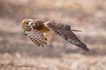 香港日本三级在线播放 香港日本三级在线播放