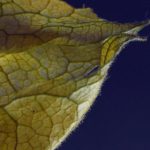 涶乱色网站 c9068h9z8