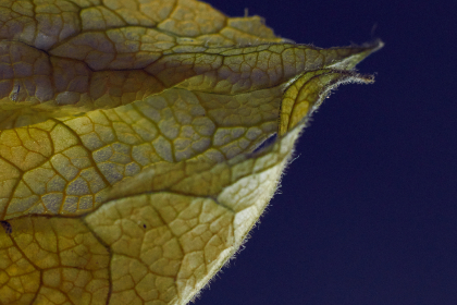 涶乱色网站 涶乱色网站