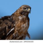 香港古装三级带在线播放 ebhkj92