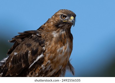 香港古装三级带在线播放 香港古装三级带在线播放