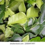 亚洲精品自拍av h7mfdpl9r3