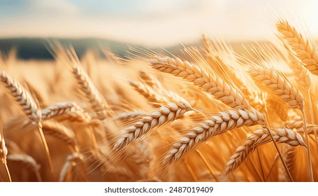 翁虹的电影 翁虹的电影