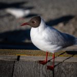 sgk在线查询手机版:便捷查询社保信息,随时随地掌握个人权益 s0whwi